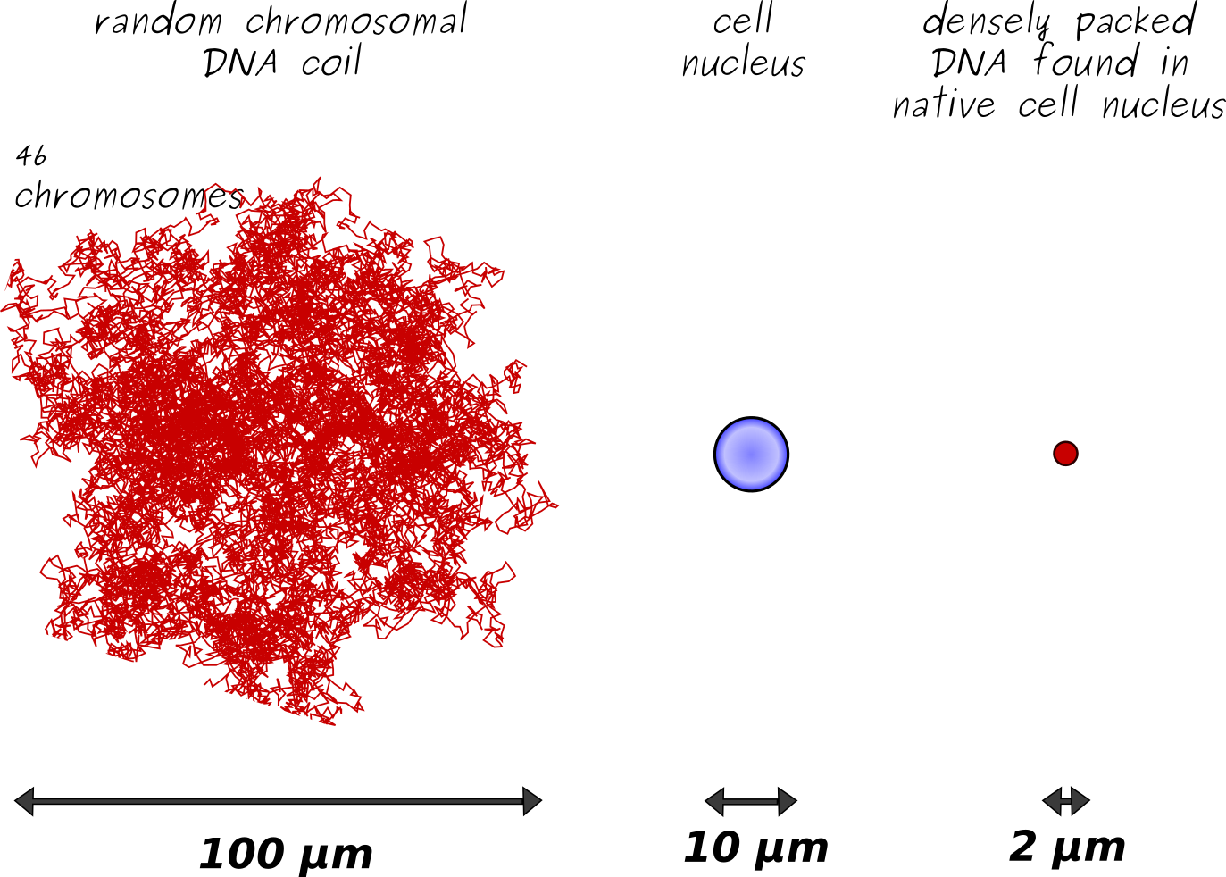 Schematic representation of DNA packaging